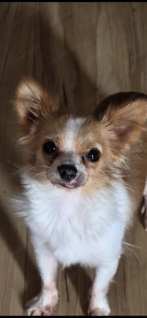 Chihuahua Rüde 