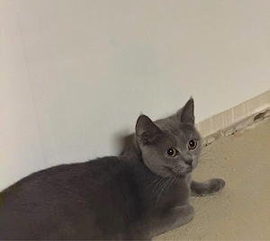 britisch Katze, weiblich