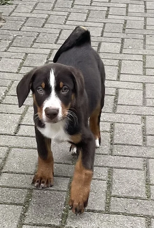 Appenzeller Sennen Welpen über Welpen mit12 Wochen Stammbaum Familienhund schwarz oder havannabraun 