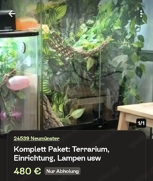 Komplett Abgabe: Terrarien usw - Kronengecko C. ciliatus