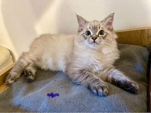  Reinrassige Ragdoll mit Gesundheitszeugnis. Abgabebereit. 1 männl.