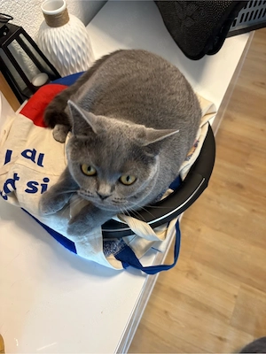 BKH Katze Weibchen