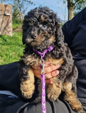 Abgabebereit!! Zucker süße Shih-poo Welpen F1b Generation  