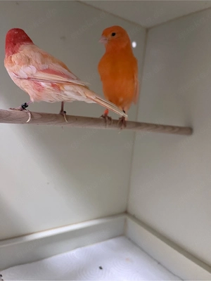 kanarivogel