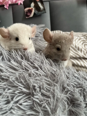 Baby Chinchillas