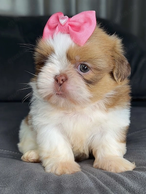 Intelligenter, gesunder Shih-Tzu-Welpe 01521 5034 137