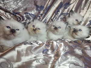 Heilige Birma Kitten 