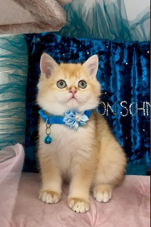 Reinrassige BKH  Kitten 