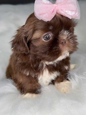 Wunderschöner, gesunder Shih-Tzu-Welpe 01521 5034 137