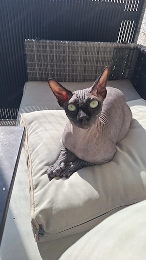 Sphynx Katze (kastriert) abzugeben 