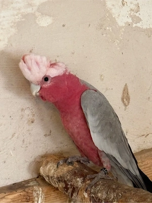 Rosakakadus