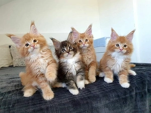 Wunderschöne, gesunde Maine-Coon-Kätzchen 01521 5034 137