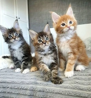 Entzückende, gesunde Maine-Coon-Kätzchen 01521 5034 137