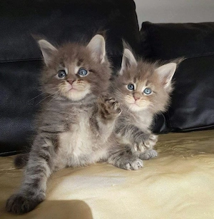 Intelligente und gesunde Maine-Coon-Kätzchen 01521 5034 137