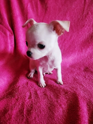 Chihuahua Welpen 