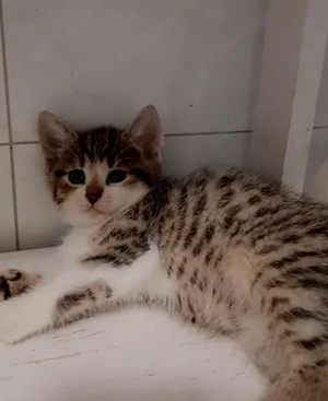 Britisch Kurzhaar Kitten Mix
