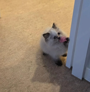 Perser-Mix-Katze sucht ein neues Zuhause