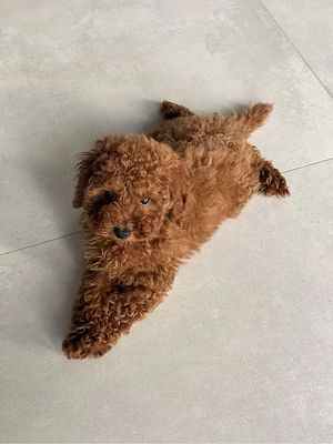 toy pudel zwergpudel welpe rot 