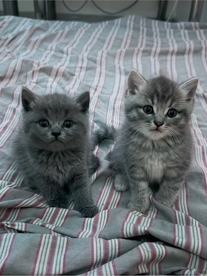 Süße Katzenbabys suchen ein liebevolles Zuhause      2 Kater und 1 Katze