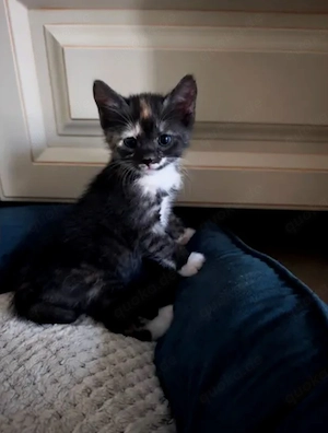Europäische Kurzhaar Kitten 