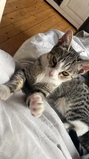 Britisch Kurzhaar Kitten 