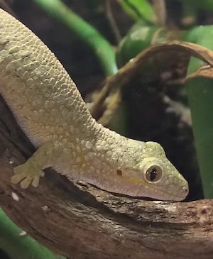 1.2 Eurydactylodes vieillardi, Chamäleongecko, Gecko