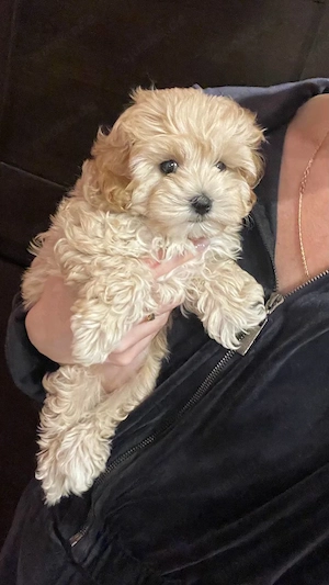 Maltipoo Cremefarbe