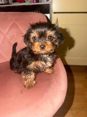 Yorkshire-Pekinese Terrier