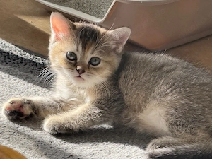 ragdoll& bkh baby katze