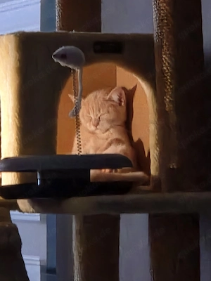 Kater bkh 