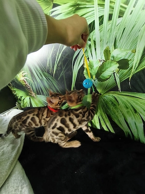 Einzigartige Bengal-Dame extrem dunkle & kontrastreiche Rosetten