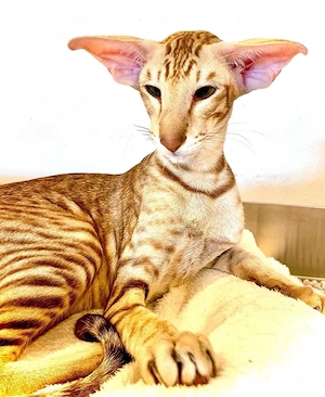 Orientalische kurzhaar katze