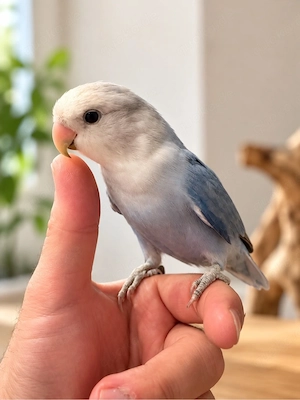 Handzahmes Rosenköpfchen 