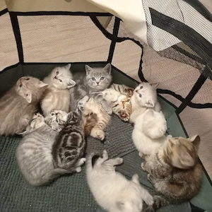 BKH Kitten (Jungen)