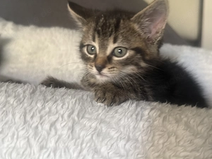 Katzenbaby 