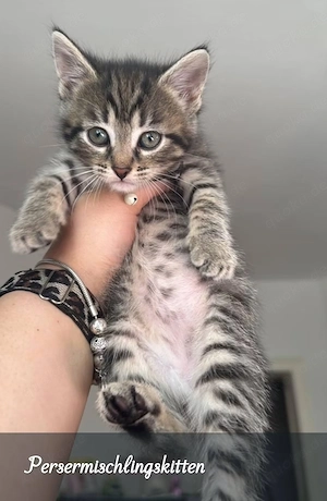 Katzenbaby 