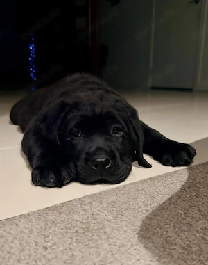 Schwarzer Labrador Retriever, 12 Wochen   sucht ein liebevolles Zuhause