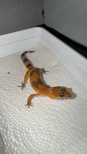  0.1 Leopardgecko Hypo Tangerine (Mandarin   SHT) - High Potential   Carrot Tail