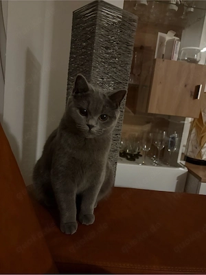 BKH Katze 