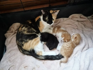 Katzenbabys suchen bald ein schönes zu Hause 