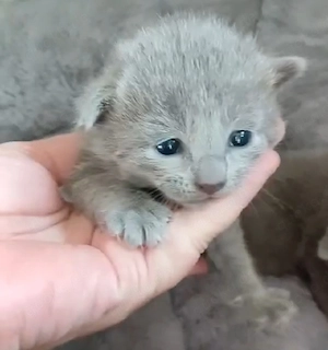 russisch blau kitten 