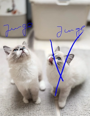 reinraissige Ragdollkitten mit Gesundheitszeugnis, abgabebereit 