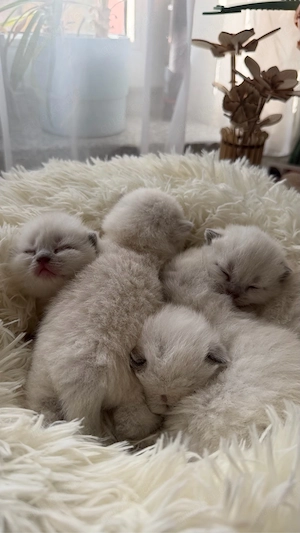 Britisch Kurzhaar Kitten (BKH) in blue point zu verkaufen