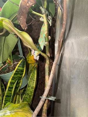 Jemenchamäleon mit Terrarium 