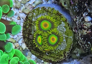 Krustenanemone Zoanthus Rasta 