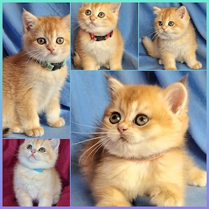 Bkh Kitten mit Stammbaum 
