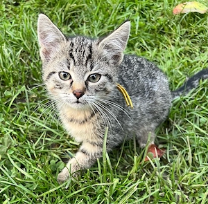 Verkaufe 2 süße Katzenbabys