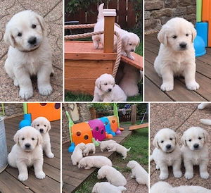 Hunderasse Retriever Golden Retriever Welpen -kleine Herzensbrecher duchen ihr Zuhause in ...
