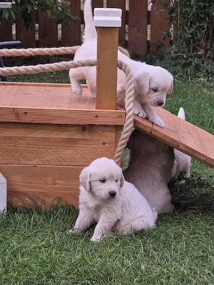 Hunderasse Retriever Golden Retriever Welpen -kleine Herzensbrecher duchen ihr Zuhause in ...