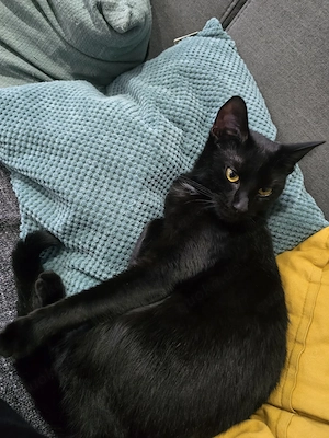 Katzen suchen ein neues Zuhause!
